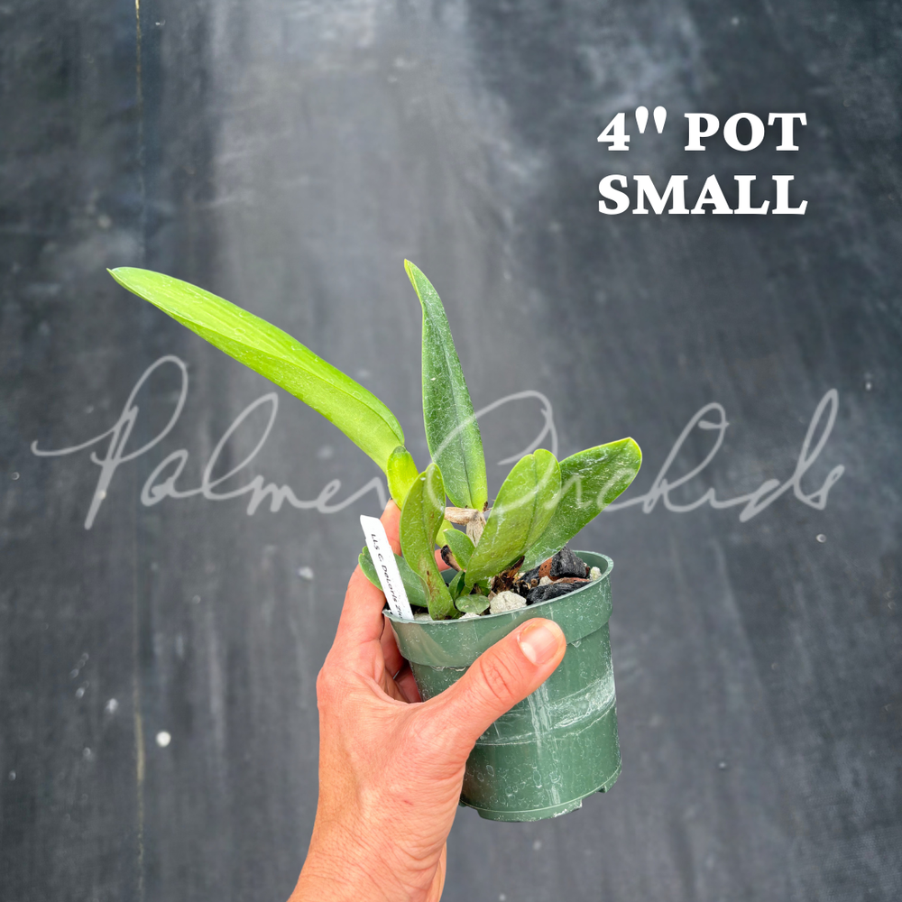 Cattleya De Loris Ziegfeld 'Caruthers' AM/AOS — Palmer Orchids